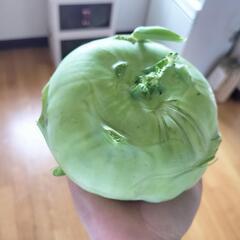 コルラビ