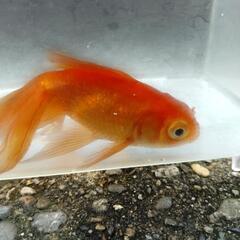 金魚    茶金    1匹の画像
