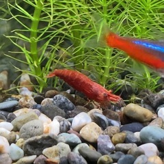 レッドファイヤーシュリンプ　/ メダカ グッピー 熱帯魚 のお供に