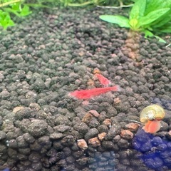 レッドファイアーシュリンプ10匹500円　/ 赤いエビ　メダカ グッピー 熱帯魚 のお供にの画像