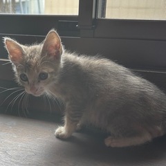 グレーサビ三毛珊瑚ちゃん甘えん坊さん