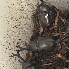カブトムシ