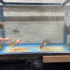 オランダローズテールの画像
