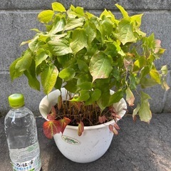 イカリソウ　花苗