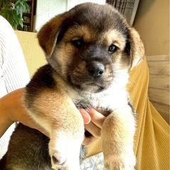 まさのり君・生後1ヶ月半