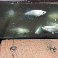 改良メダカ針子稚魚　20匹　