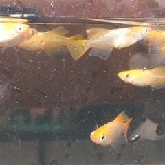 改良メダカ針子稚魚　15匹 5式タイプRレッドクリフ青蝶ひかり幹之夜桜銀牡丹ドラゴンブルー　の画像