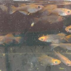 改良メダカ針子稚魚　15匹 5式タイプRレッドクリフ青蝶ひかり幹之夜桜銀牡丹ドラゴンブルー　の画像