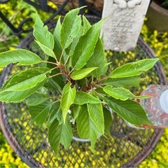 ②桜『旭山』 園芸花植物ガーデニングの画像
