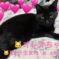 黒猫　1才10ヶ月去勢済み
