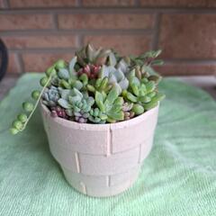 🌵多肉植物リメイク鉢🌵