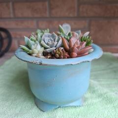 🌵多肉植物リメイク鉢🌵
