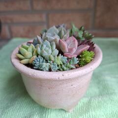🌵多肉植物リメイク鉢🌵