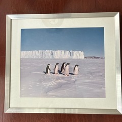 南極　ペンギンの写真　アルミ額縁入り
