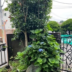 庭木・草花
