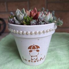 🌵多肉植物リメイク鉢🌵