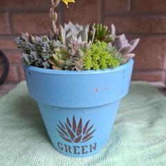 🌵多肉植物リメイク鉢🌵