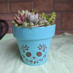 🌵多肉植物リメイク鉢🌵