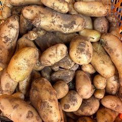 大地の恵新じゃが。ジャガイモ🥔メークインの画像