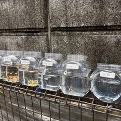 ❗️本日メダカ販売❗️
