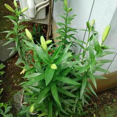 ユリの鉢植え   3鉢