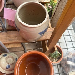 かめの画像