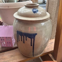 かめの画像