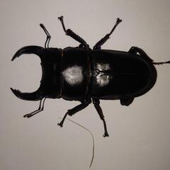 ⭐お値下げしました⭐オオクワガタの画像