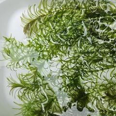 アナカリス 10本 水草 