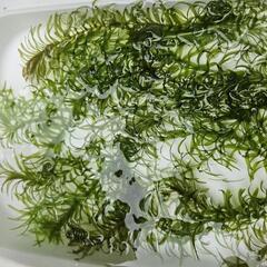 アナカリス 10本 水草 の画像