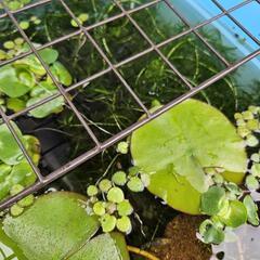 アナカリス 10本 水草 の画像