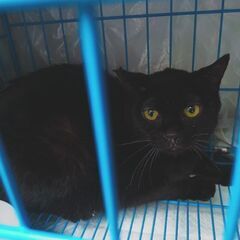 黒くん、3歳くらい推定 人懐こい