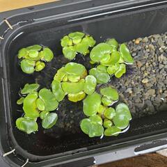姫ホテイアオイ 3個 水草③