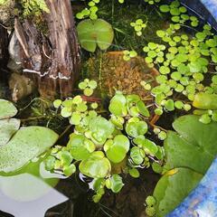 姫ホテイアオイ 3個 水草③の画像