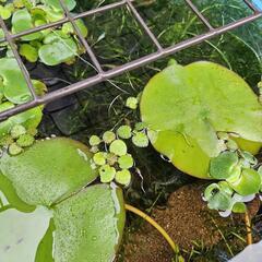 姫ホテイアオイ 3個 水草③の画像
