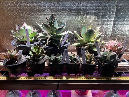 アガベ　まとめ売り28株