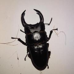 お値下げしました！オオクワガタペアの画像