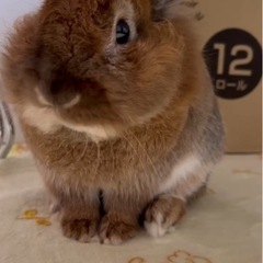 うさぎくんの里親募集してます！
