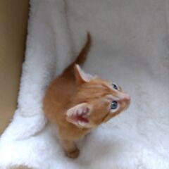 生後1か月　チャトラ男の子①　里親さん募集します🐈