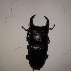 オオクワガタペアの画像