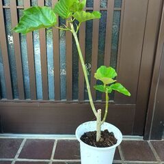 この土日500円引き フィカスウンベラータ　観葉植物　70センチ