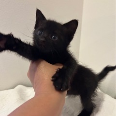 黒猫ちゃん1ヶ月