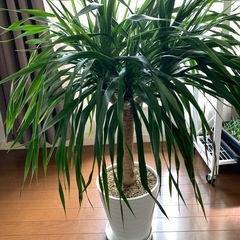観葉植物　ドラセナ　カンボジアーナ　大株　近隣配送可能