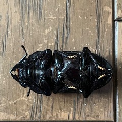 オオクワガタ　ペアの画像