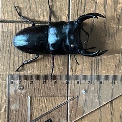 オオクワガタ　ペア