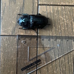 オオクワガタ　ペアの画像