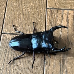 オオクワガタ　ペアの画像