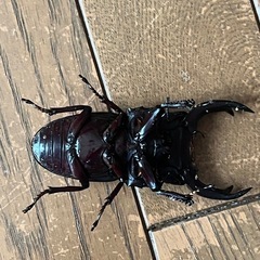 オオクワガタ　ペアの画像