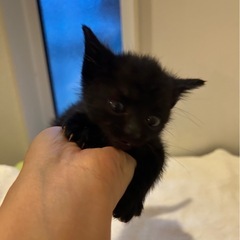 黒猫子猫ちゃん1ヶ月