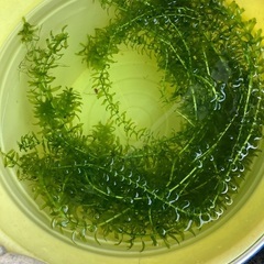 水草20本